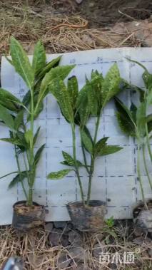 高度30厘米洒金桃叶珊瑚