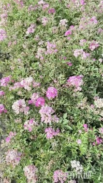 高度30厘米丰花月季