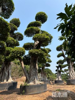 80公分造型小叶榕