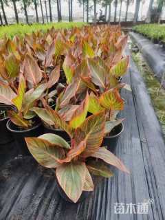 高度30厘米美人蕉