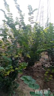 高度200厘米丛生紫荆