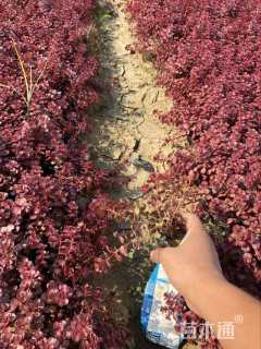 高度16厘米红叶景天