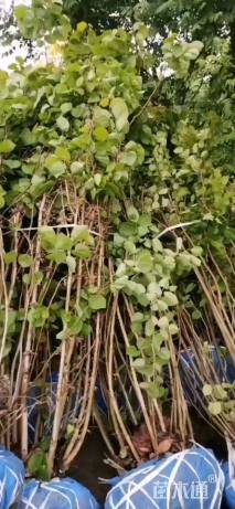 高度180厘米丛生紫荆