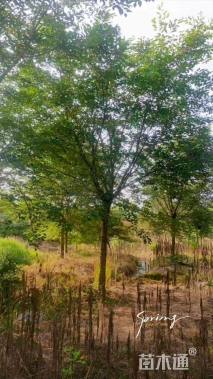 20公分高杆樱花