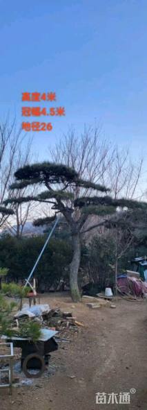 26公分造型油松