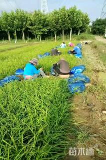 高度30厘米画眉草