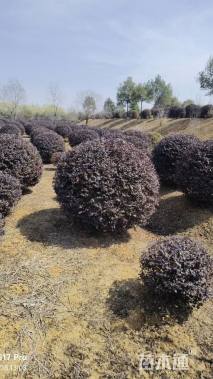 高度180厘米红花继木