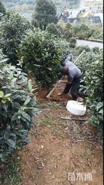 高度150厘米美人茶