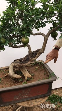 100公分造型石榴