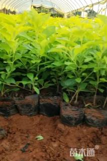 高度20厘米连翘