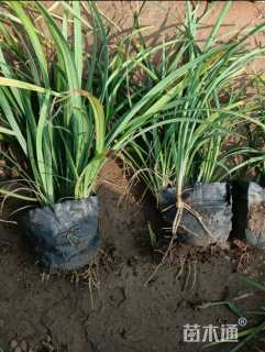 高度17厘米麦冬