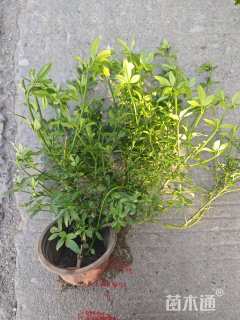 高度30厘米云南黄馨