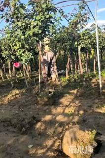 高度120厘米月季