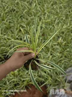 高度20厘米金边麦冬