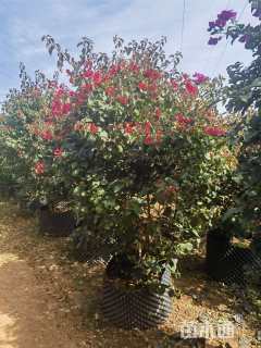 高度120厘米红花三角梅