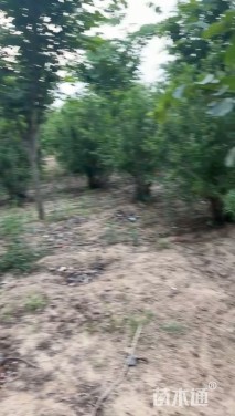 高度255厘米丛生花石榴