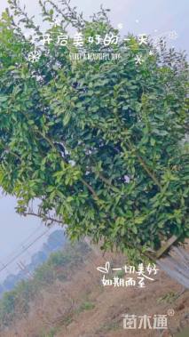 7公分(5杆)丛生香泡