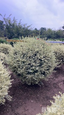 高度120厘米金姬小蜡