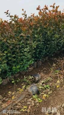 高度50厘米卫矛