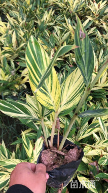 高度30厘米花叶良姜