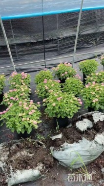 高度40厘米马缨丹