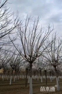 19公分金叶复叶槭