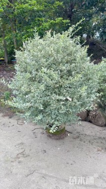 高度80厘米花叶女贞球