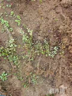 高度40厘米红叶小檗