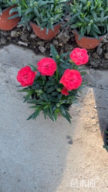 高度20厘米康乃馨