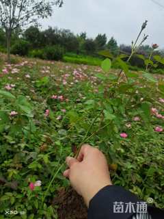 高度30厘米丰花月季