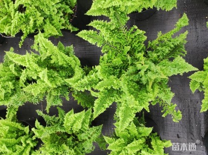 棉花糖蕨 1加仑