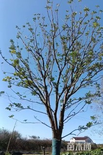 7公分(3杆)丛生香泡