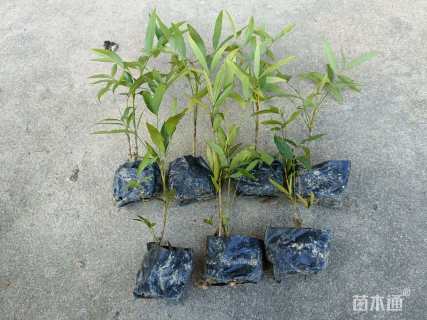 高度30厘米十大功劳