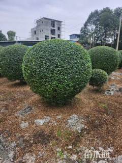 冠幅150厘米小叶女贞球