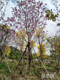 15公分紫花风铃木