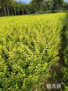 高度40厘米金叶女贞