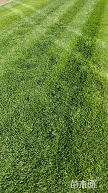 草毯状四季青草坪