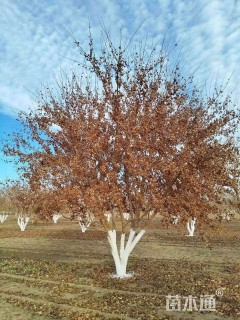高度800厘米丛生五角枫