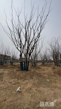 90公分(5杆)丛生朴树