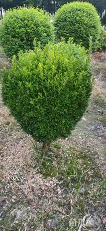冠幅150厘米瓜子黄杨球