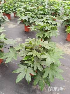 高度50厘米八角金盘