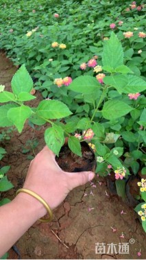 高度25厘米马缨丹