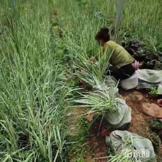 高度30厘米花叶玉蝉花