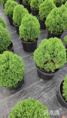 高度30厘米球柏