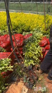 高度30厘米金森女贞小苗