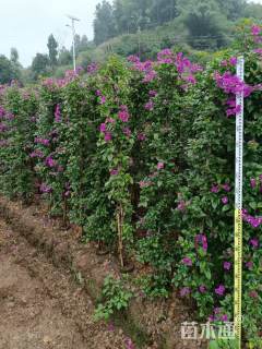 高度200厘米三角梅柱