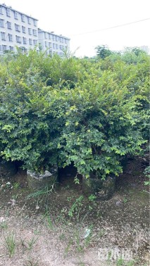 高度100厘米嘉宝果