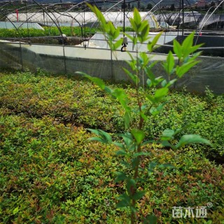 高度20厘米南天竹