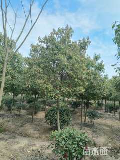 10公分高杆红叶石楠