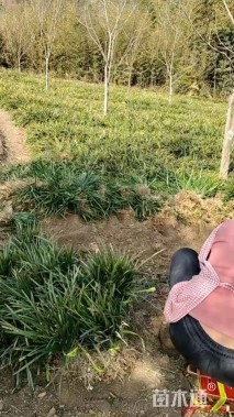 高度25厘米兰花